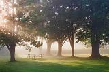 Trees At Edmonds Lock_17315